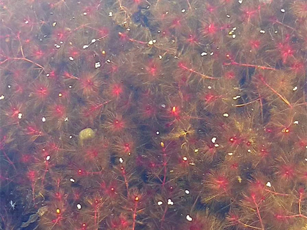 粉绿狐尾藻水下效果