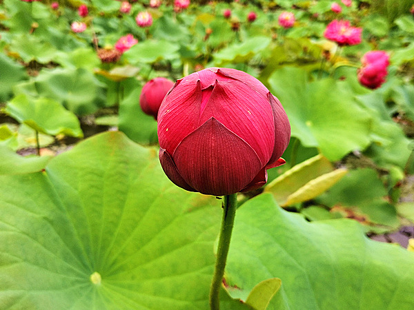 红色荷花基地实拍