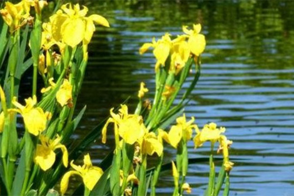 黄花鸢尾-适合江苏的水生植物