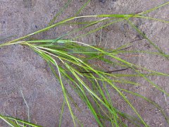  沉水植物微齿眼子菜