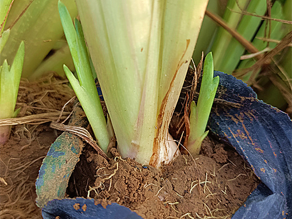 盆栽黄花鸢尾苗