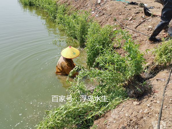 盆栽千屈菜种植