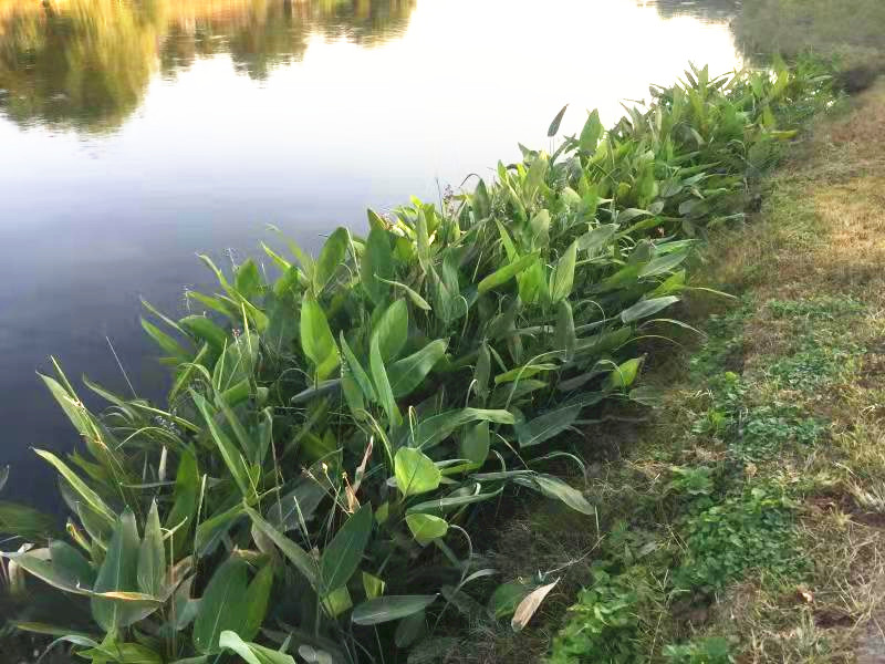 再力花种植效果