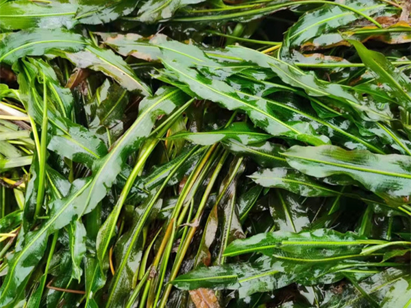 沉水植物马来眼子菜图片