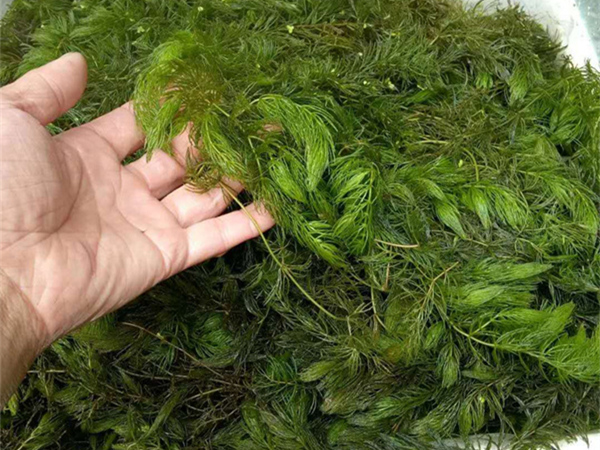 沉水植物金鱼藻