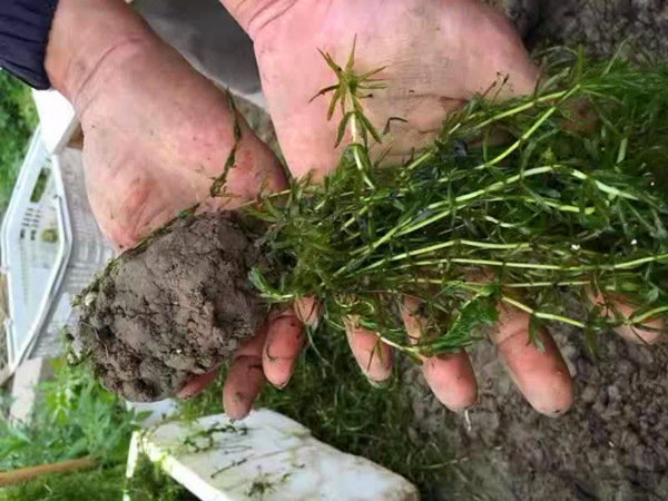 轮叶黑藻抛洒种植方法