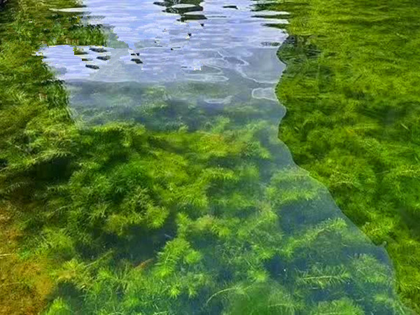 轮叶黑藻种植效果