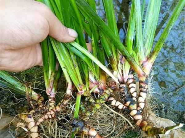 菖蒲根茎图片