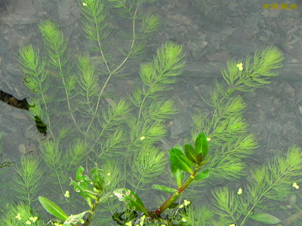 沉水植物金鱼藻