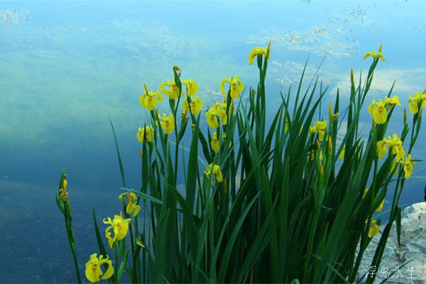 水生植物图片