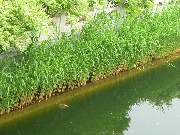 护城河种植的水生植物芦苇