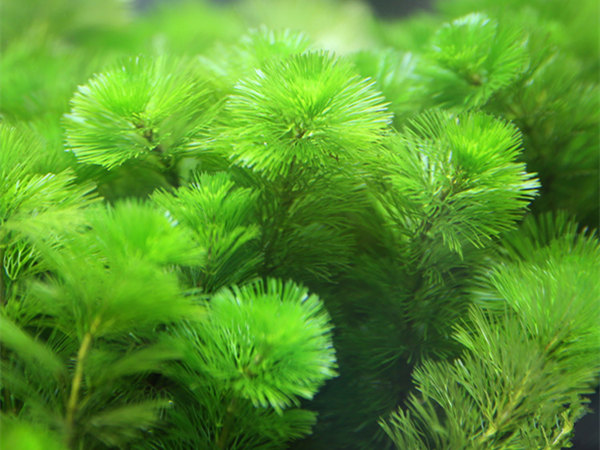 沉水植物金鱼藻图片