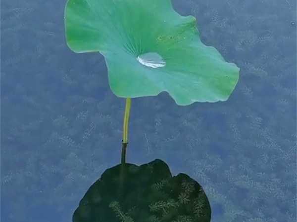 沉水植物黑藻图片