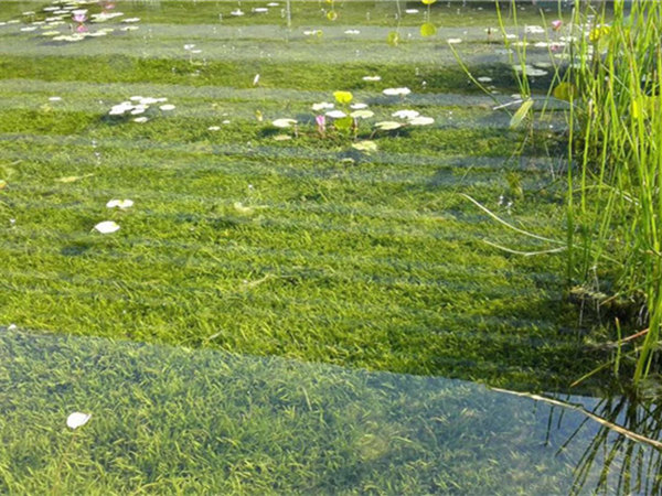 沉水植物苦草图片