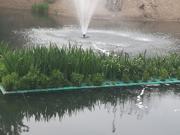 水生植物浮床图片