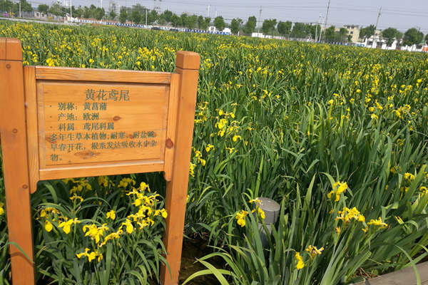 在潜流湿地种植的黄花鸢尾