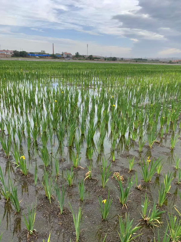 潜流湿地黄花鸢尾效果图片