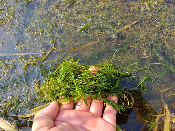 沉水植物苗圃基地图片