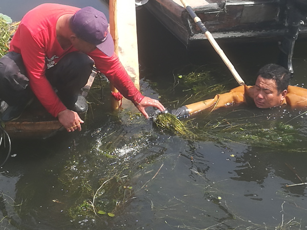 沉水植物采挖现场实拍