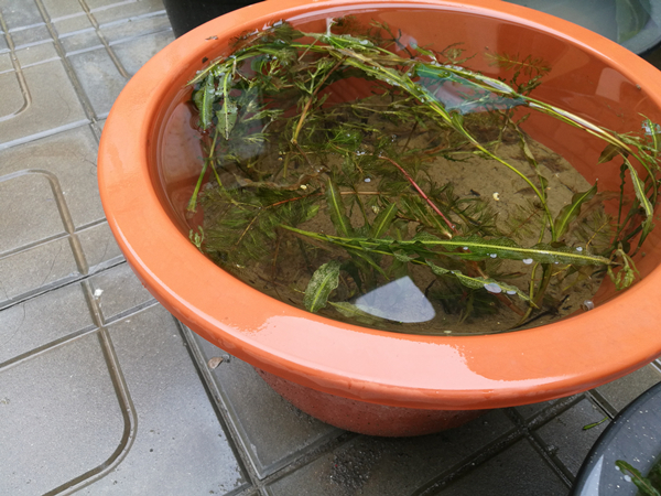 沉水植物越冬样本