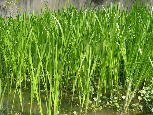 适合潜流湿地水生植物菖蒲