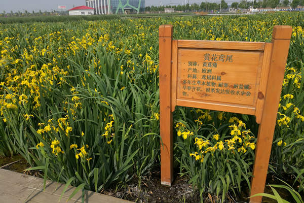 潜流湿地种植的黄花鸢尾