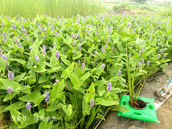 适合潜流湿地水生植物品种梭鱼草