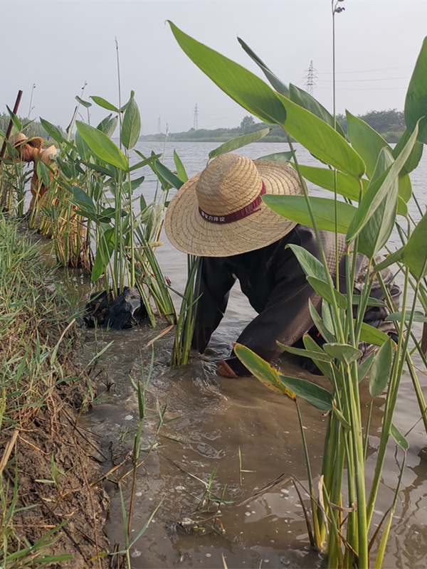 再力花种植现场实拍