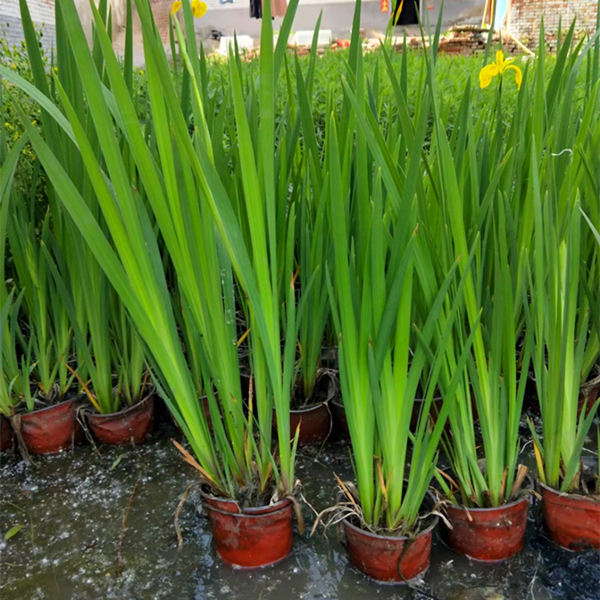 盆栽黄花鸢尾图片