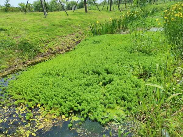 人工湿地种植的穗状狐尾藻