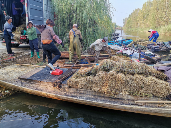 芦苇苗装车中