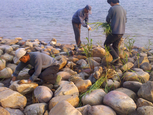 河道边石头缝隙种植芦苇实拍