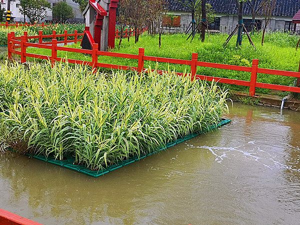 花叶芦竹人工浮岛效果